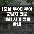정동진게스트하우스민박 | [충남 부여] 부여 궁남지 연꽃 개화 시기 방문 안내