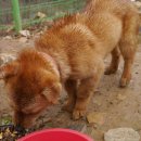 일진흑염소 이미지