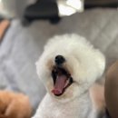 펫택시콜 이미지