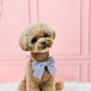 댕댕이 애견미용샵 이미지