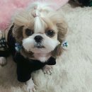딩굴딩굴