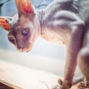 고양이는외계인 이미지