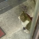 터미널 통닭 이미지