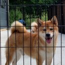 시바견 전문 가도켄넬 이미지