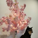 댕굴댕굴 이미지