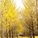 은행나무 이미지