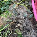 땅콩민박 이미지