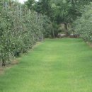 잔디 농장 이미지