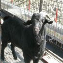 자작농장 이미지