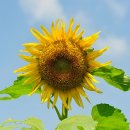 해바라기PC 이미지