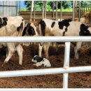 지완목장 이미지