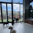 몽글몽글 애견유치원 이미지