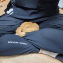 조재진동물병원 네이버블로그