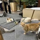 미뇽 캣 이미지