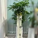 중부한의원 | 청주 오창꽃집 개업화분 배송 후기 🌿 프랑스고무나무 &amp; 녹보수 | 오창 시원부부한의원 개원 축하