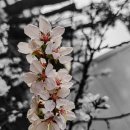 만안구청-4 이미지