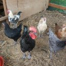 패밀리푸드 이미지