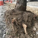 중앙로가로수 이미지