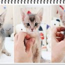 부천강아지분양 고양이분양 24시 데려가개 부천점 이미지