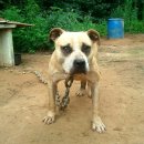 땡칠이네 이미지