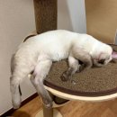 동탄동물병원 이미지