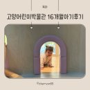 주차16 | 고양어린이박물관 예약 주차 / 16개월 아기 후기