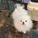 살롱드삐삐 이미지