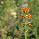 레오노티스 와일드 다가 [ Leonotis ocymifolia wild Dagga ] 이미지