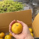 [웰오프] 제주도 산지직송 하우스 감귤 중대과 2kg 추천 솔직 리뷰