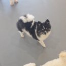 멍쉬멜로 이미지