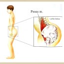 요추 교정 수업리뷰(T-L junction과 Psoas m. 관련) 이미지