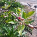 꽃봉우리 이미지