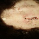 24시청주i동물병원 이미지