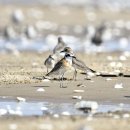 유부도의 왕눈물떼새(Siberian sand plover) 이미지