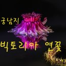 궁남지 빅토리아 연꽃 이미지