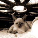 낭만고양이(운정점) 이미지