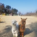 알파카 펜션 이미지