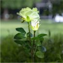 장미카센타 이미지