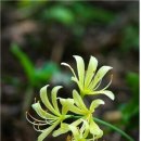 이 색이 진노랑이 아니라니, 강화 정수사 붉노랑상사화 이미지