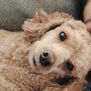 털로덮인친구들 용인죽전점 이미지