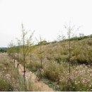 대황강자연휴식공원 이미지