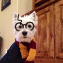 내가 누구개? 이미지