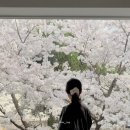 카페&사람 | 대구 대명동 벚꽃 명소 카페! 아킨니 개화현황 방문후기(+사람적음)