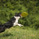 NOBLESSE.PET 이미지