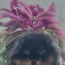 후니네멍멍이 이미지