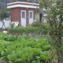 아내의 텃밭 이미지