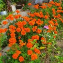 서광약국 이미지