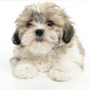 강아지분양 고양이분양 멍앤냥 수원점 | 수원 인계동에서 발견한 깜찍한 강아지 친구들 멍앤냥 수원점 후기