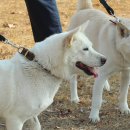 송강애견 이미지