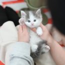 미유펫 강아지분양 고양이분양 부천점 | 부천고양이분양 미유펫 나의 원픽